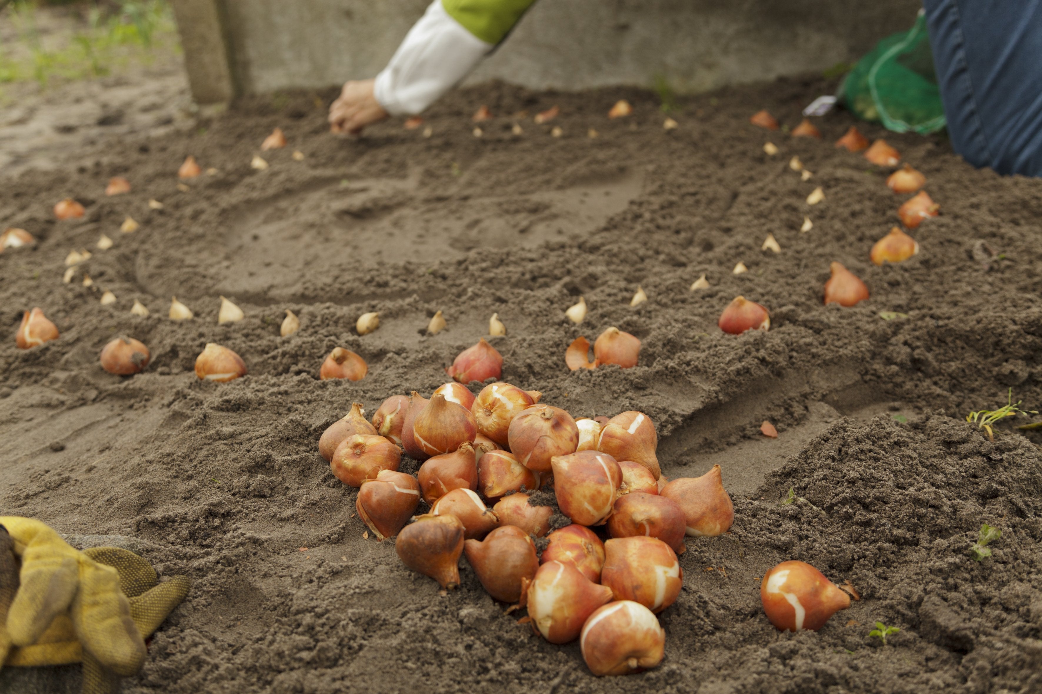 Can you plant flower bulbs in the winter? DutchGrown™