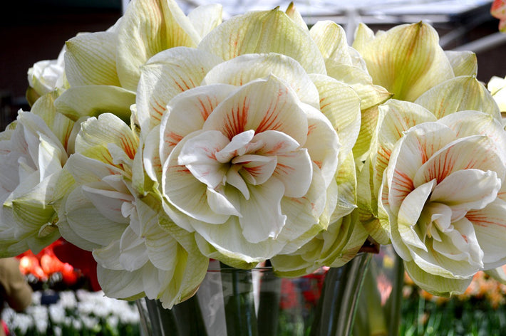 How to grow Jumbo Amaryllis