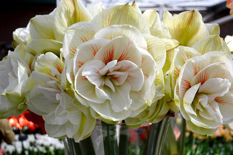 How to grow Jumbo Amaryllis