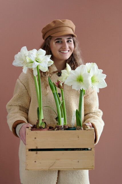 Hoe kun je zien wanneer een amaryllis begint te bloeien?