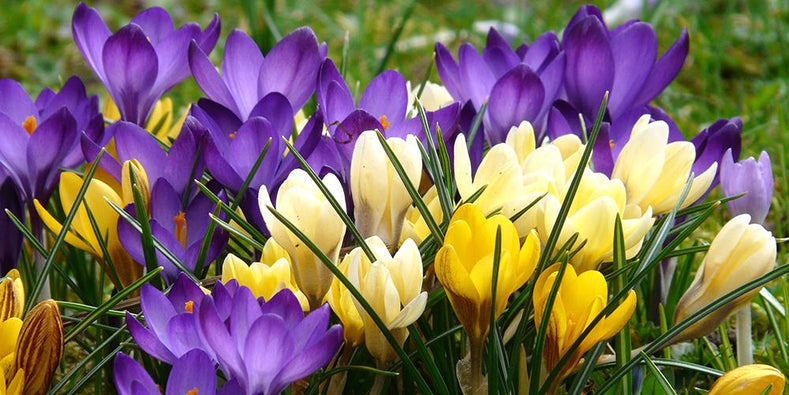 Growing Guides: How to grow Crocus bulbs