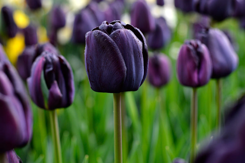 Black Tulips