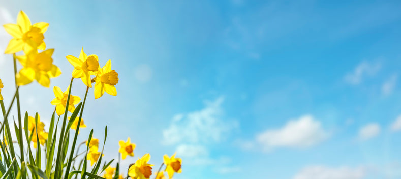 Plantinstructies: Hoe Plant Je Narcissen Bollen