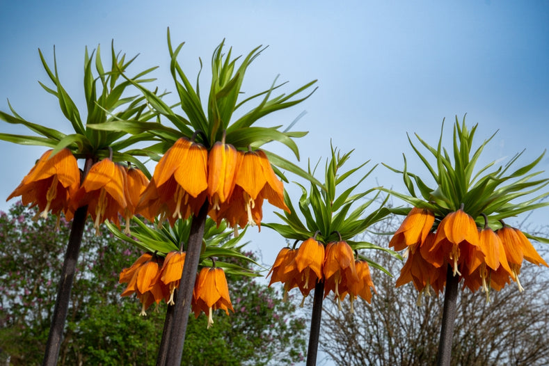 Groeigids: Hoe Fritillaria bollen te kweken