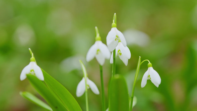 Groeigids: Hoe Galanthus te kweken (Sneeuwklokjes)