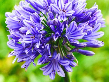 Afrikaanse lelies (Agapanthus) Dahlia's