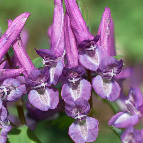 Corydalis solida Corydalis solida