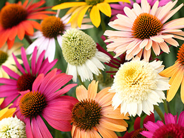 Echinacea (Zonnehoed) Dahlia's