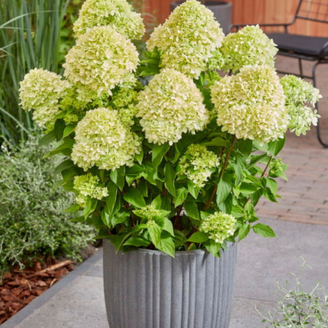 Hortensia’s Hortensia’s