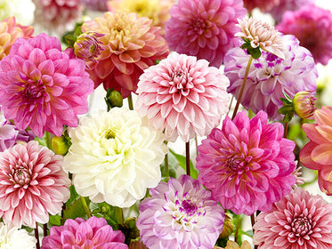 Dahlia's Dahlia's