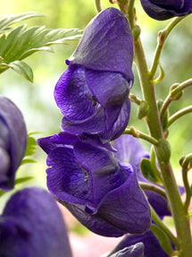 Aconitum Royal Flush (Monnikskap)