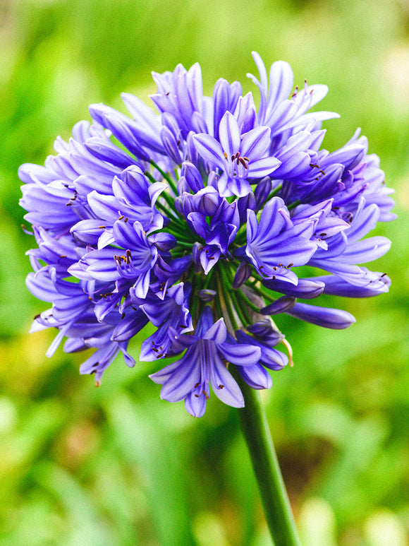 Blauwe Agapanthus, de Afrikaanse lelie
