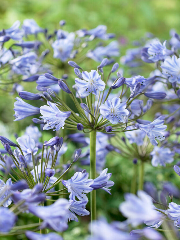 Agapanthus, de Afrikaanse lelie vaste planten bestellen