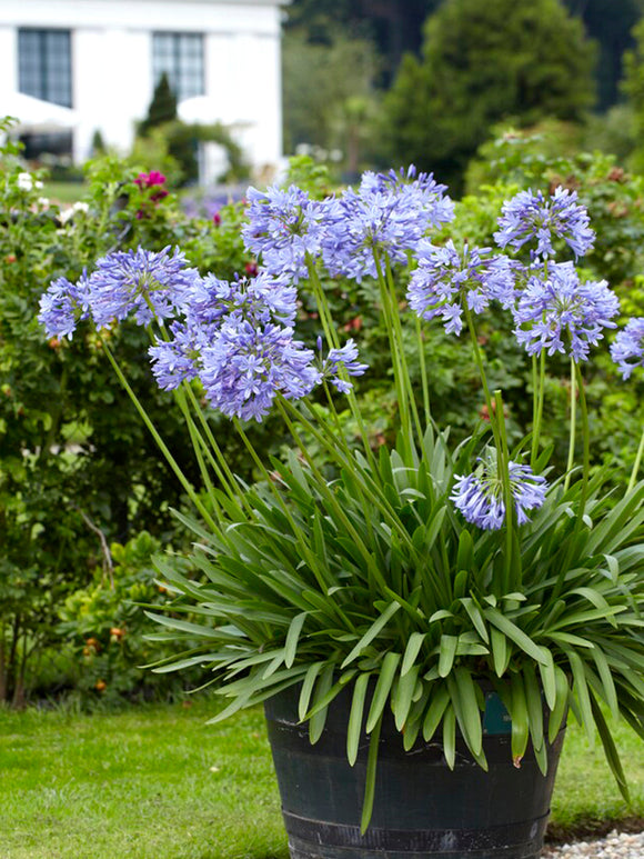 Agapanthus, de Afrikaanse lelie kopen