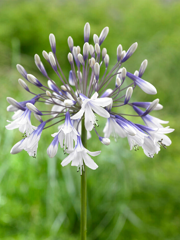 Agapanthus 'Twister' - Afrikaanse lelie