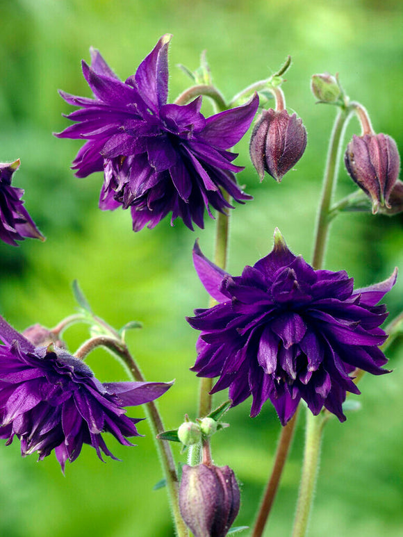 Akelei Blue Barlow (Aquilegia) vaste planten