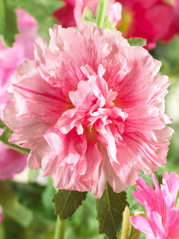 Alcea Majorette Double Pink (Stokroos) Vaste Planten Kopen