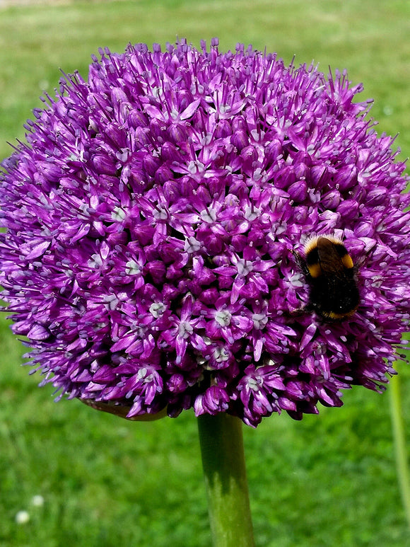 Paarse Sierui Allium Ambassador Bloembollen