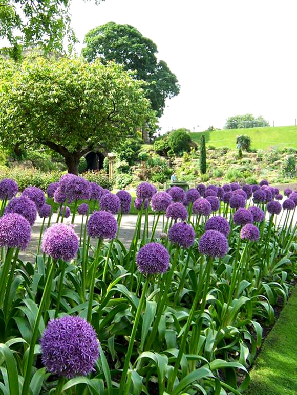 Allium Bloembollen Ambassador