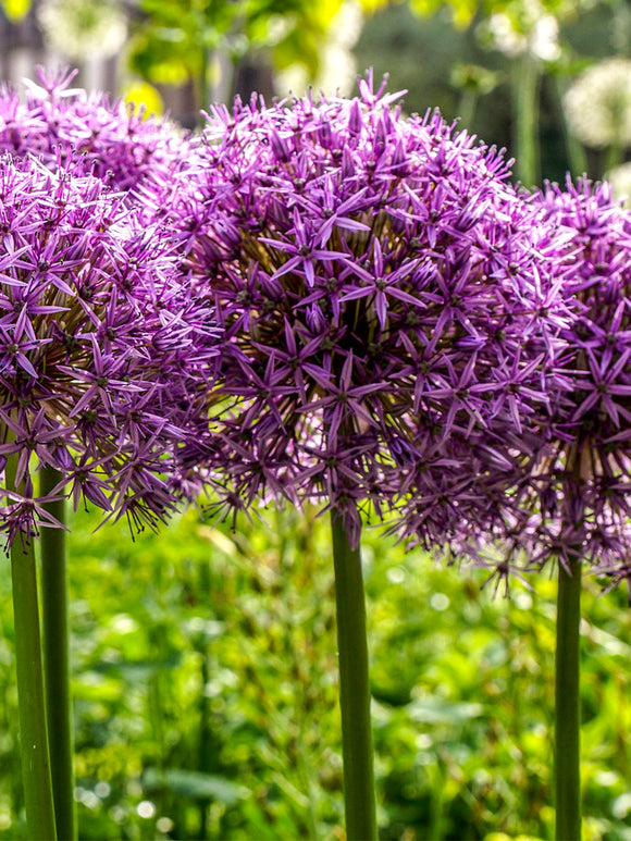 Paarse Sierui Allium Ambassador Bloembollen