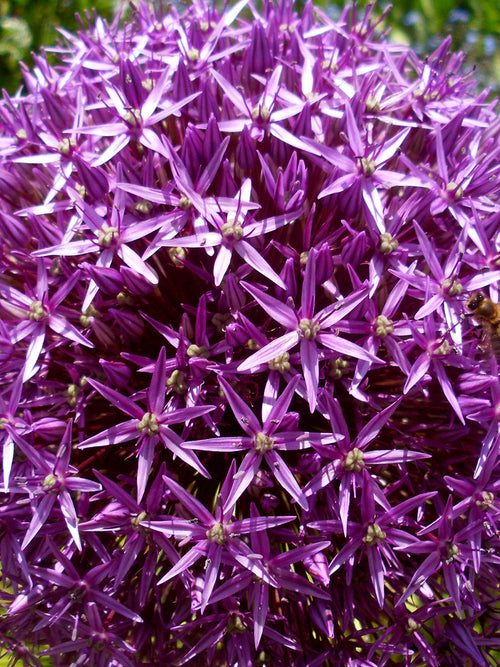 Allium Bloembollen Ambassador