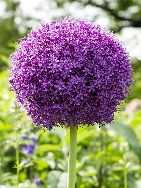 Paarse Sierui Allium Ambassador Bloembollen
