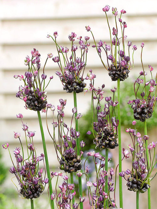 Allium scorodoprasum Art - Slangenlook Art