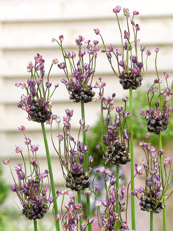 Allium scorodoprasum Art - Slangenlook Art