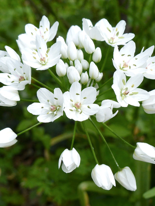 Allium Cowanii - Whit Allium Bloem Bol - DutchGrown™