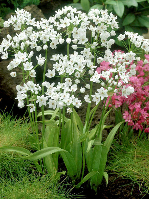 Allium Cowanii - Whit Allium Bloem Bol - DutchGrown™
