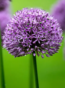 Allium Gladiator