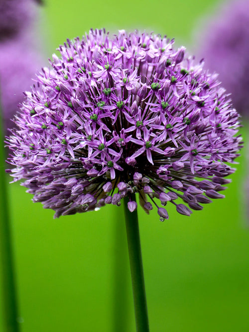 Allium Gladiator Bollen