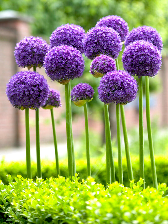Allium Gladiator Bollen