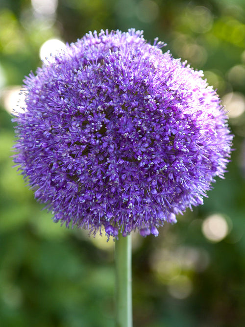 Allium Gladiator Bollen