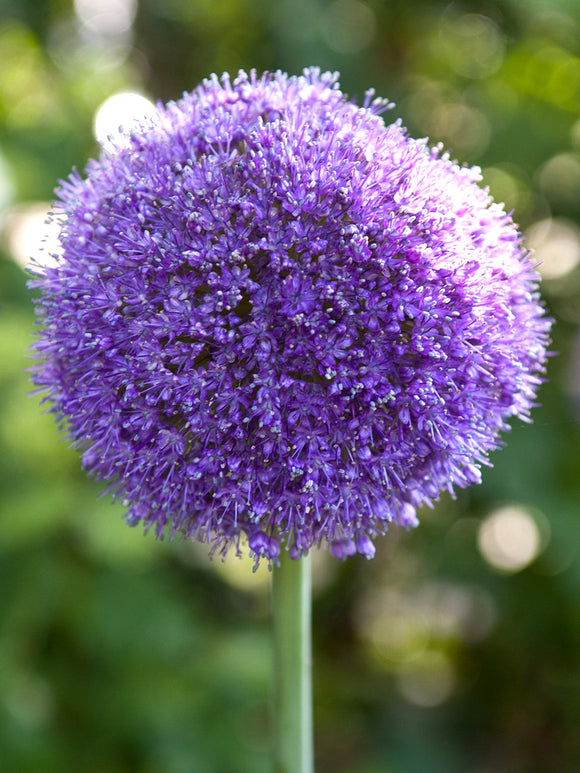 Allium Gladiator Bollen