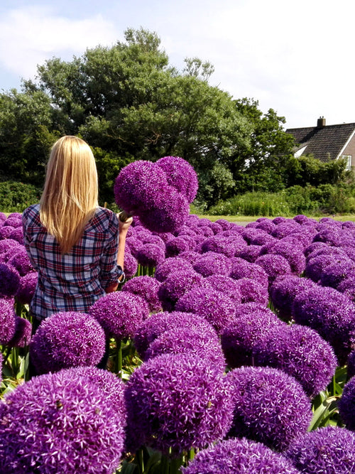 Kopen Paars Alliums Globemaster