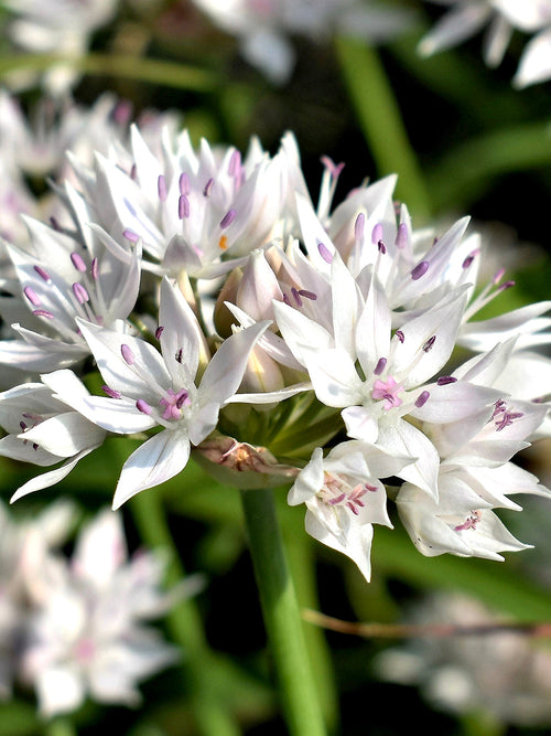 Allium amplectens Graceful Beauty Bloembollen