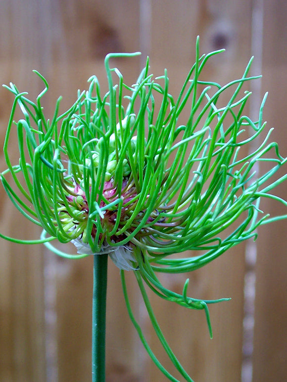 Allium 'Hair'® - Bloembollen