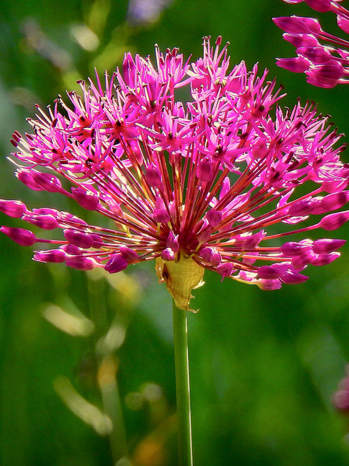 Allium Miami - Roze en Paars Allium Bloembollen