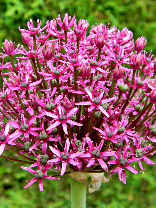 Kopen Allium Miami Bollen