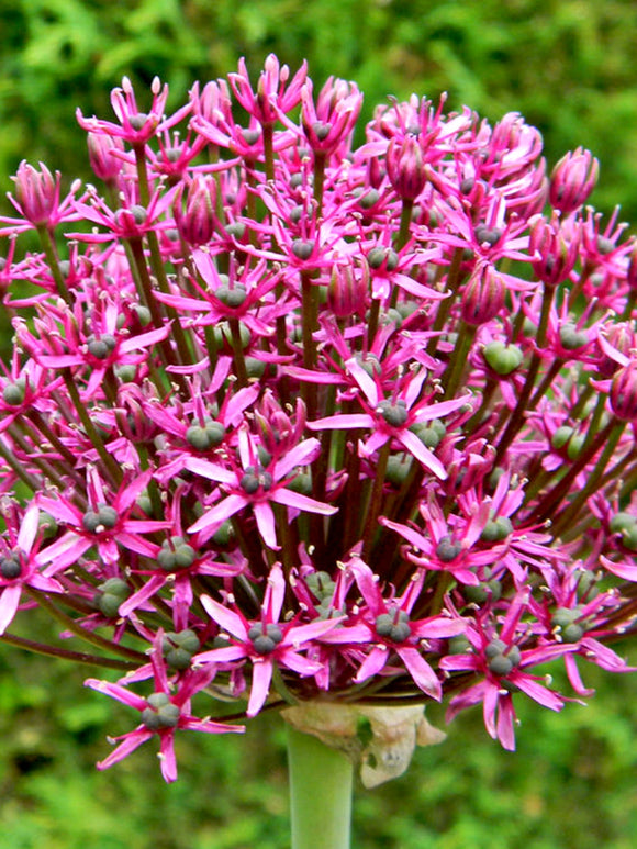 Kopen Allium Miami Bollen