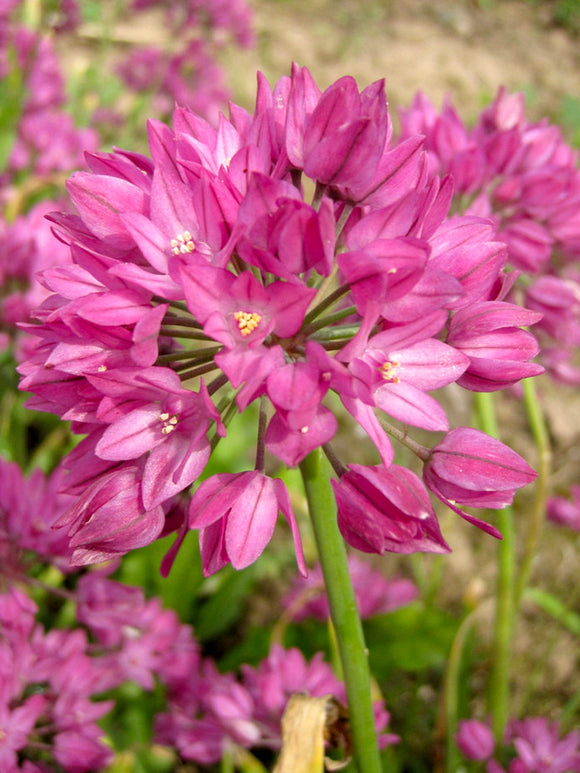 Allium Ostrowskianum - Kopen Bollen