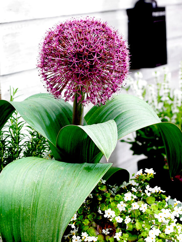 Allium Red Giant