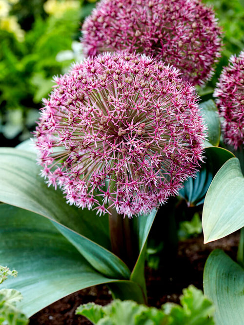 Bestel nu Allium Red Giant