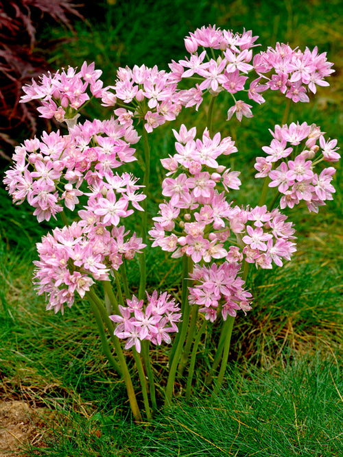 Kopen Allium Roseum