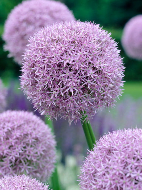 Allium Round and Purple met paarse, bolvormige bloem in bloei