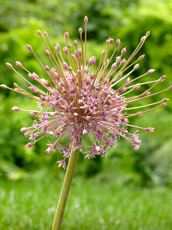 Allium Schubertii Bol