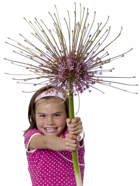 Kopen Allium Schubertii Bollen