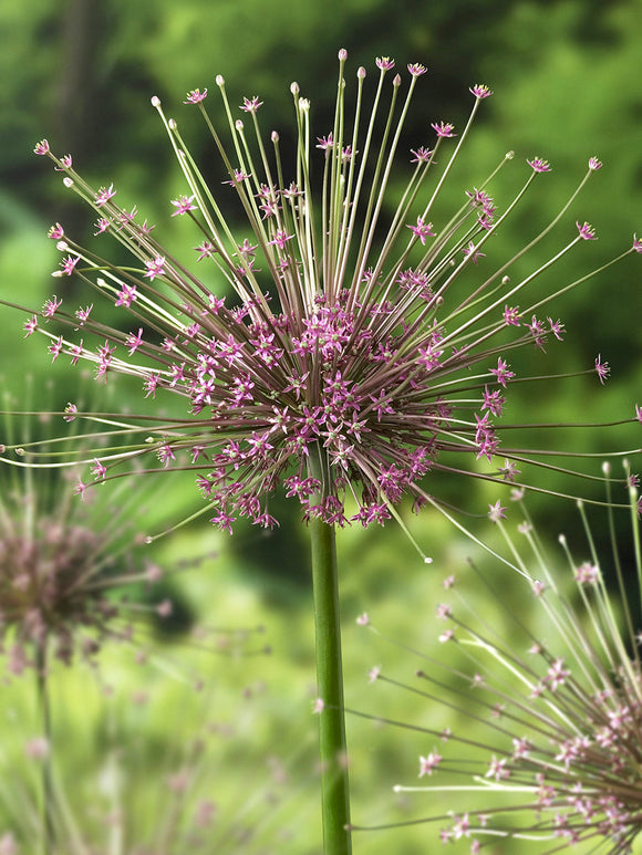Allium Schubertii Bol