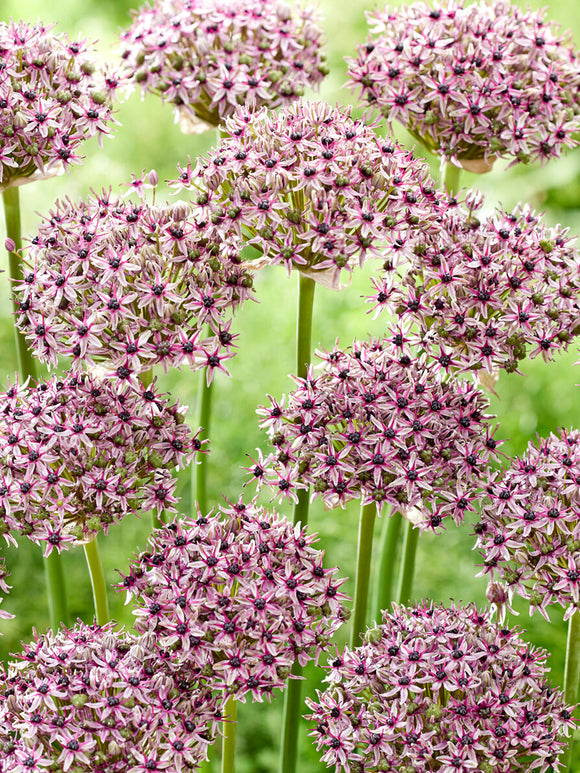 Allium Sierui Starlight Bloembollen Bestellen